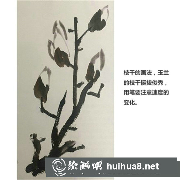 国画玉兰花
