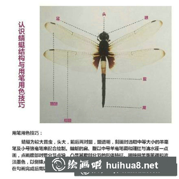 国画蜻蜓怎么画