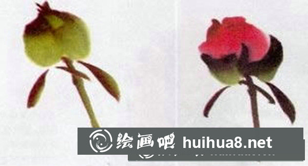 牡丹花画法步骤图画