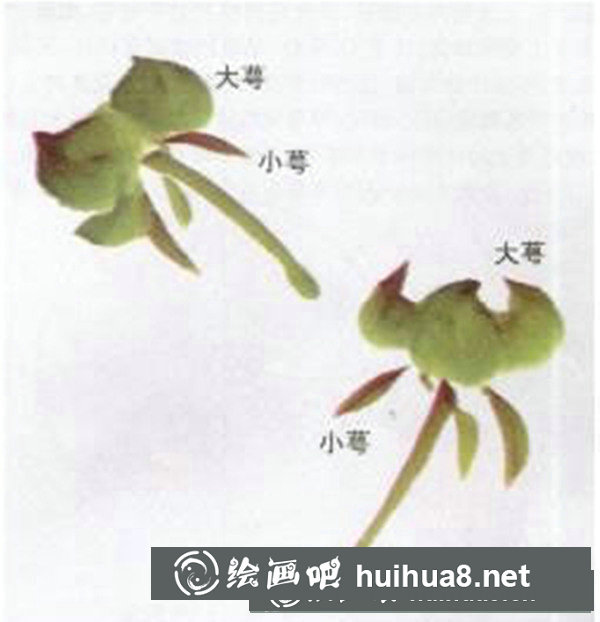 牡丹花画法步骤图画