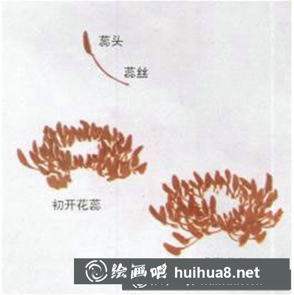 牡丹花画法步骤图画