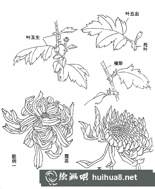 国画菊花的画法和步骤