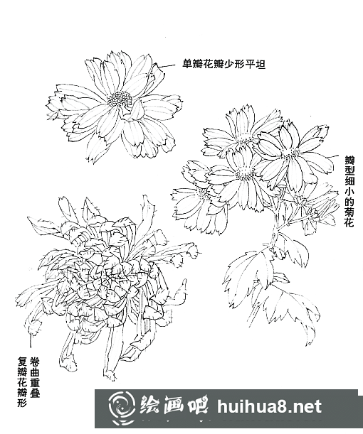 国画菊花的画法和步骤