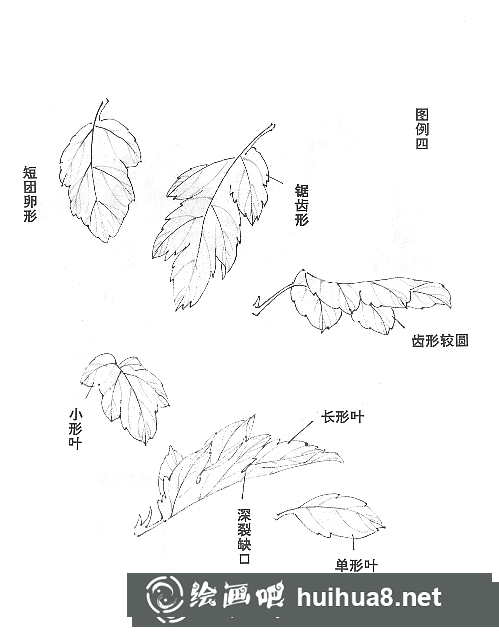 国画菊花的画法和步骤