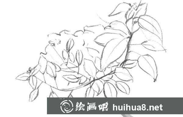 树叶速写画法第四步