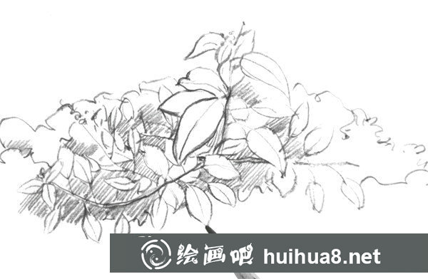 树叶速写画法第五步