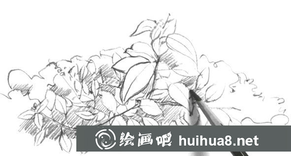 树叶速写画法第六步