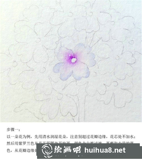 插画教程：手绘美女樱的画法