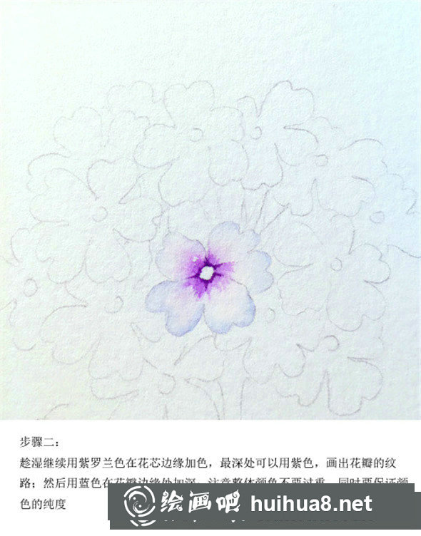 插画教程：手绘美女樱的画法