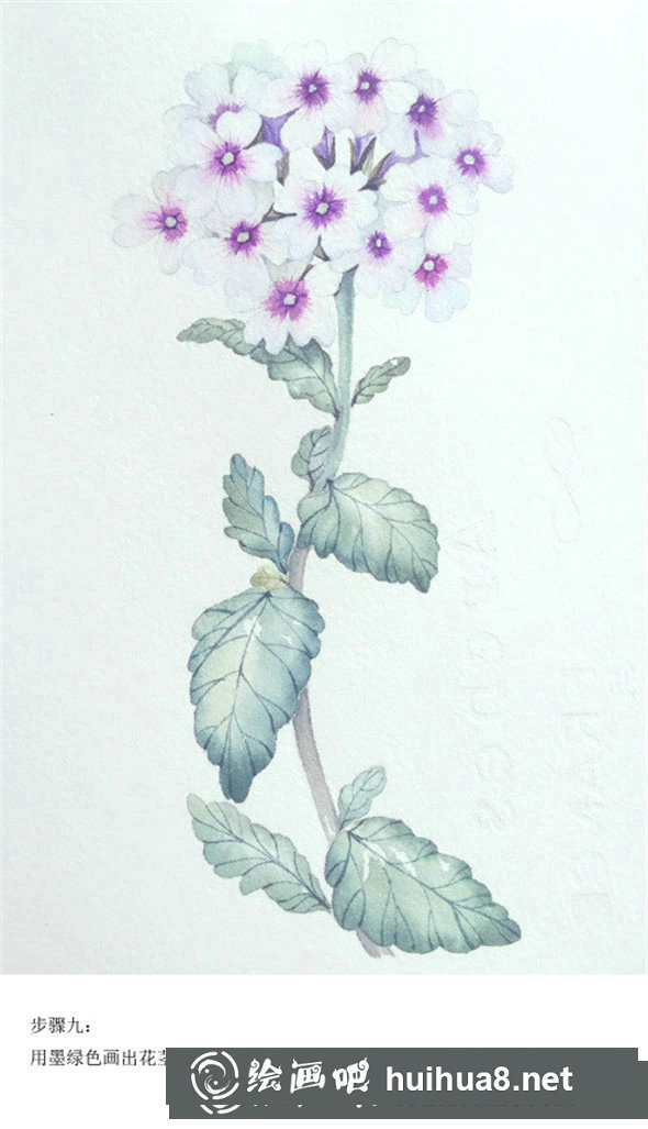 插画教程：手绘美女樱的画法