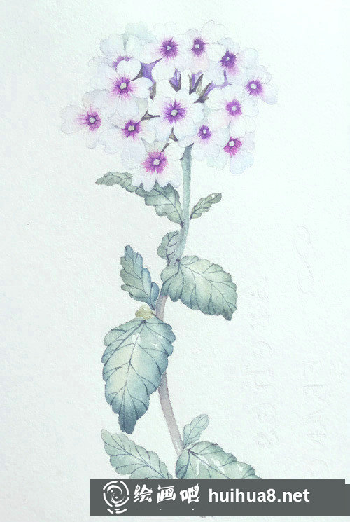 插画教程：手绘美女樱的画法
