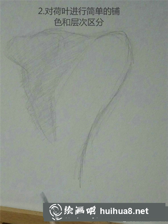 素描植物教程：荷叶的素描画法教学