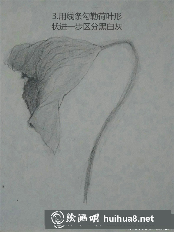 素描植物教程：荷叶的素描画法教学