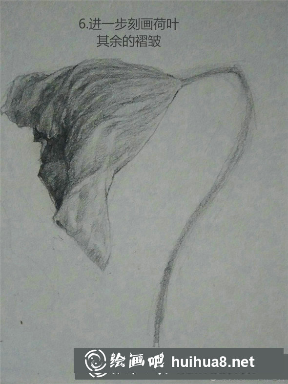 素描植物教程：荷叶的素描画法教学