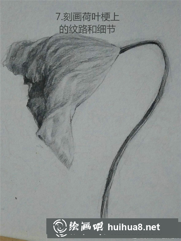 素描植物教程：荷叶的素描画法教学
