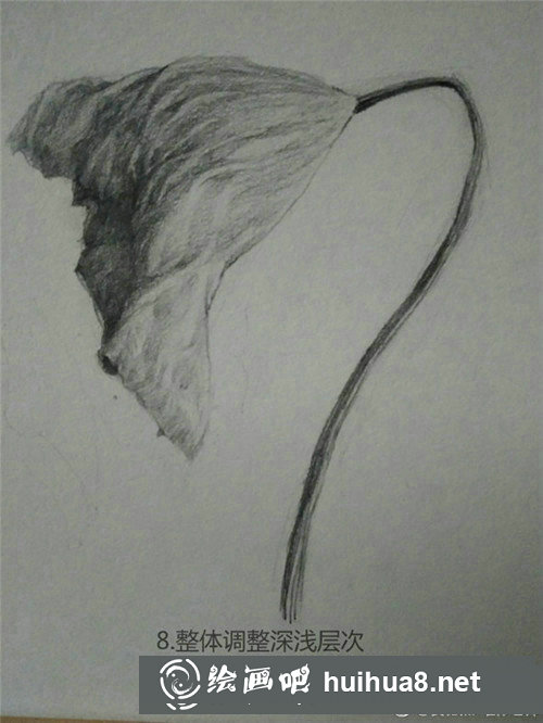 素描植物教程：荷叶的素描画法教学