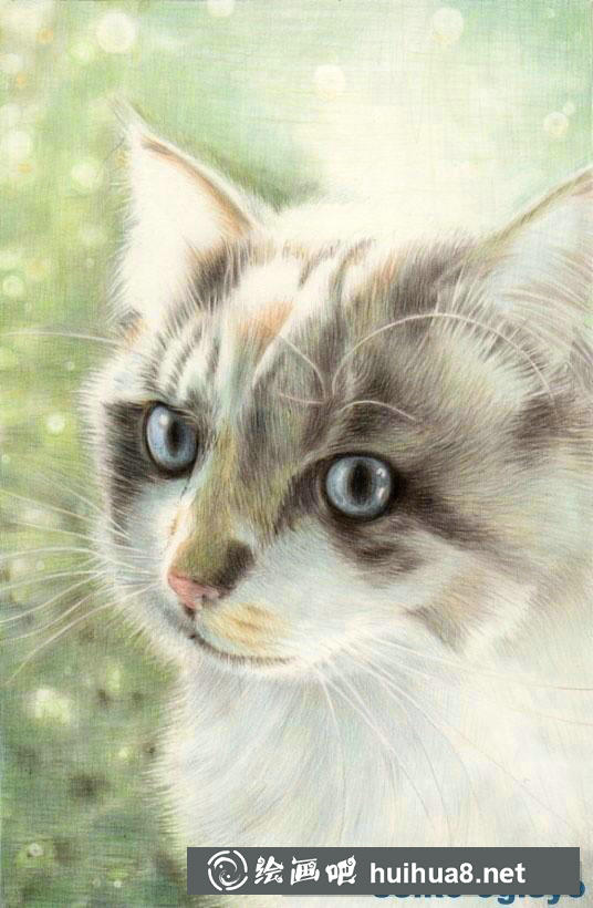 彩铅画猫咪
