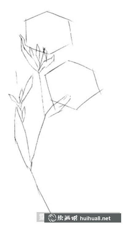水粉画教程-射干花 水粉画教程-射干花