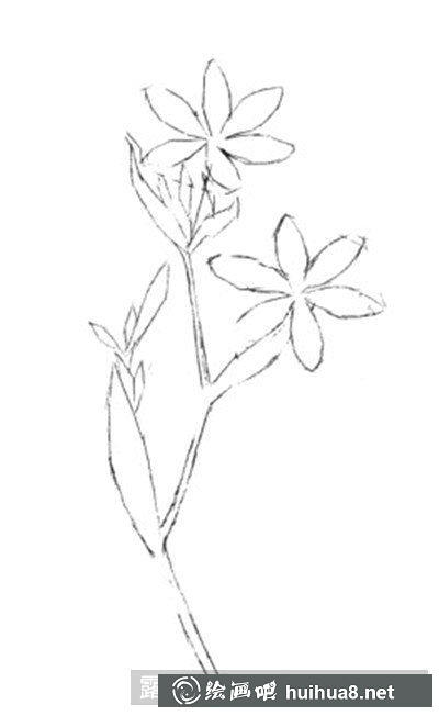 水粉画教程-射干花 水粉画教程-射干花