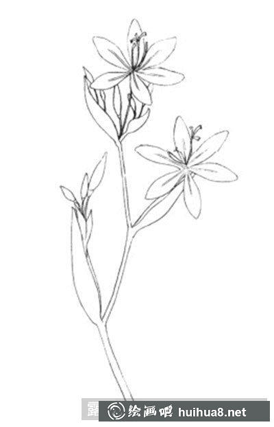 水粉画教程-射干花 水粉画教程-射干花