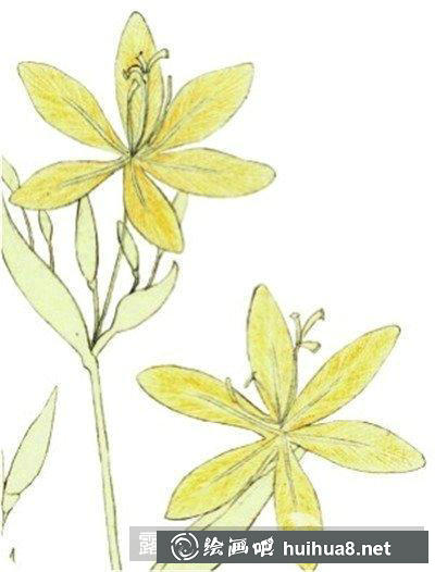 水粉画教程-射干花 水粉画教程-射干花