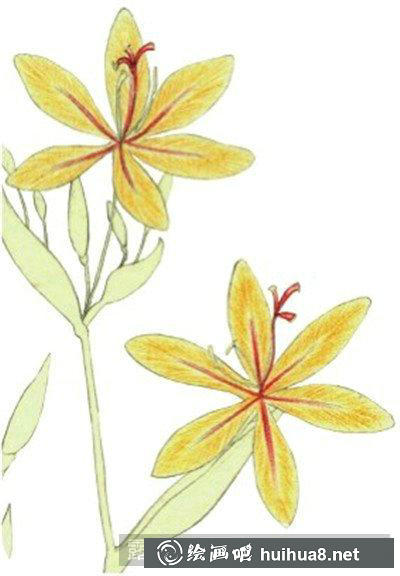 水粉画教程-射干花 水粉画教程-射干花