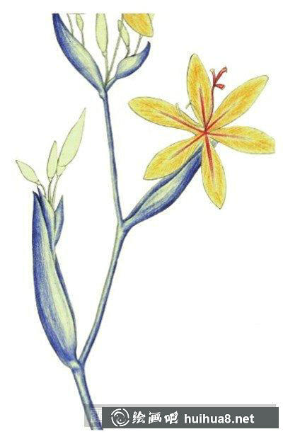水粉画教程-射干花 水粉画教程-射干花