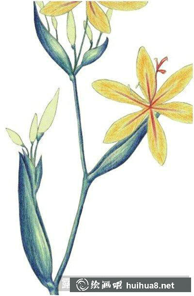 水粉画教程-射干花 水粉画教程-射干花