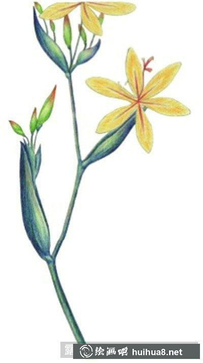 水粉画教程-射干花 水粉画教程-射干花