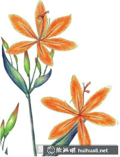 水粉画教程-射干花 水粉画教程-射干花