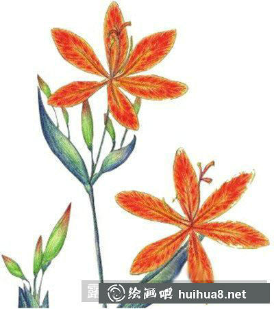 水粉画教程-射干花 水粉画教程-射干花