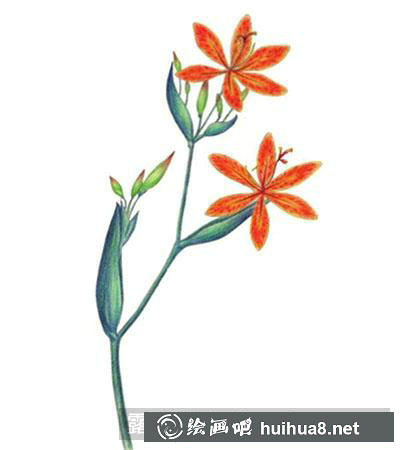 水粉画教程-射干花 水粉画教程-射干花
