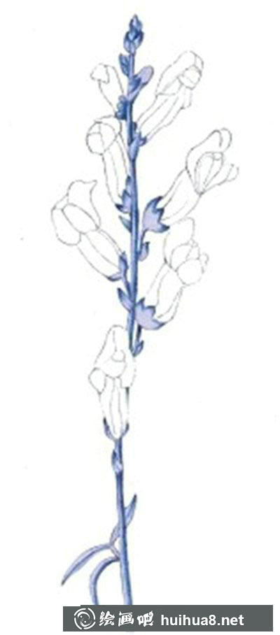 水粉画教程-怎么画金鱼草