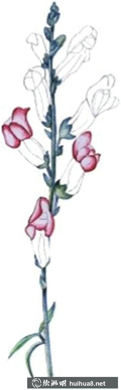 水粉画教程-怎么画金鱼草
