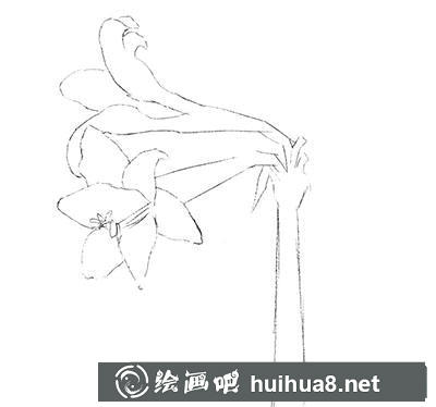 水粉画教程-朱顶红的绘制方法 水粉画教程-朱顶红的绘制方法