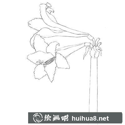 水粉画教程-朱顶红的绘制方法 水粉画教程-朱顶红的绘制方法