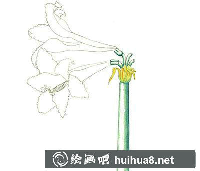 水粉画教程-朱顶红的绘制方法 水粉画教程-朱顶红的绘制方法