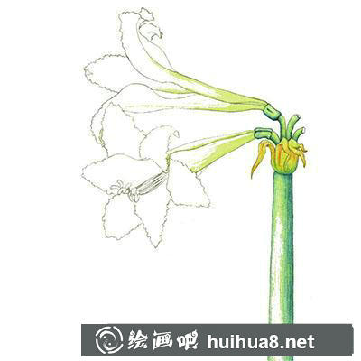 水粉画教程-朱顶红的绘制方法 水粉画教程-朱顶红的绘制方法