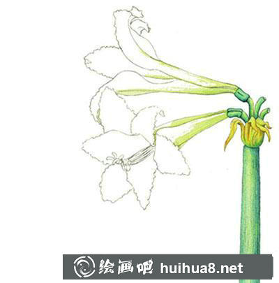 水粉画教程-朱顶红的绘制方法 水粉画教程-朱顶红的绘制方法