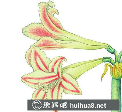 水粉画教程-朱顶红的绘制方法 水粉画教程-朱顶红的绘制方法