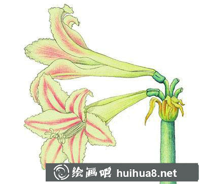 水粉画教程-朱顶红的绘制方法 水粉画教程-朱顶红的绘制方法