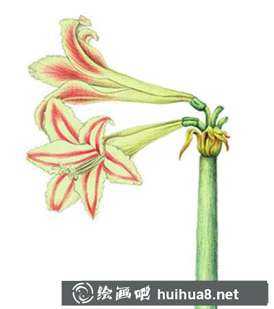 水粉画教程-朱顶红的绘制方法 水粉画教程-朱顶红的绘制方法