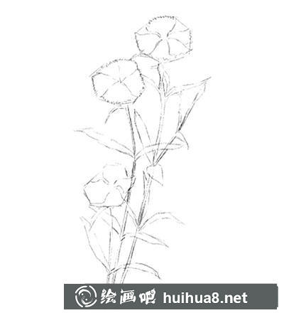 水粉画教程:怎么画石竹 水粉画教程:怎么画石竹
