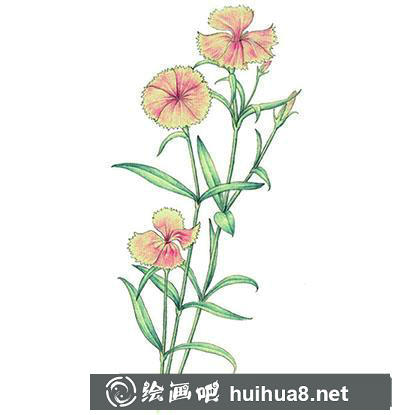水粉画教程:怎么画石竹 水粉画教程:怎么画石竹