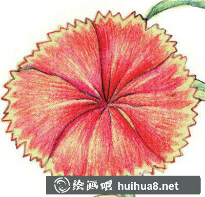 水粉画教程:怎么画石竹 水粉画教程:怎么画石竹