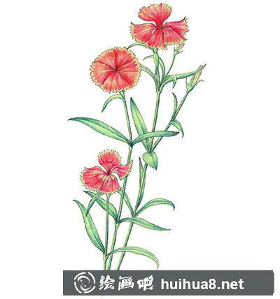 水粉画教程:怎么画石竹 水粉画教程:怎么画石竹