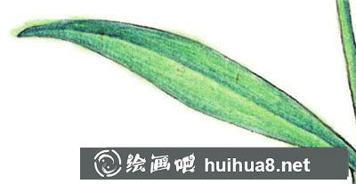 水粉画教程:怎么画石竹 水粉画教程:怎么画石竹