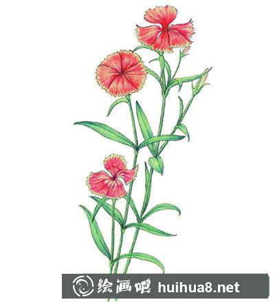 水粉画教程:怎么画石竹 水粉画教程:怎么画石竹