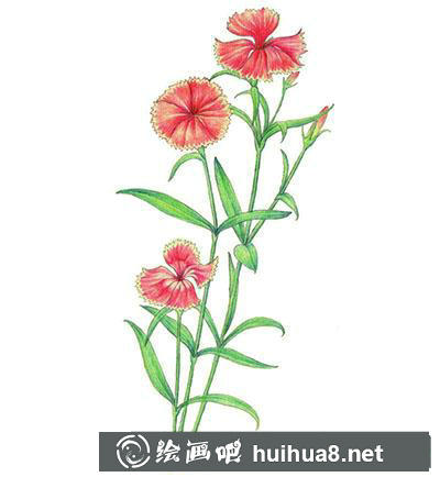 水粉画教程:怎么画石竹 水粉画教程:怎么画石竹