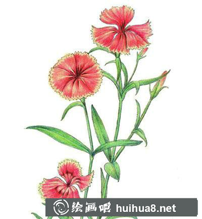 水粉画教程:怎么画石竹 水粉画教程:怎么画石竹